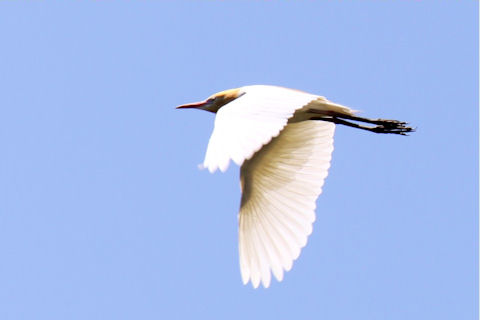 Cattle Egret (Ardea ibis)